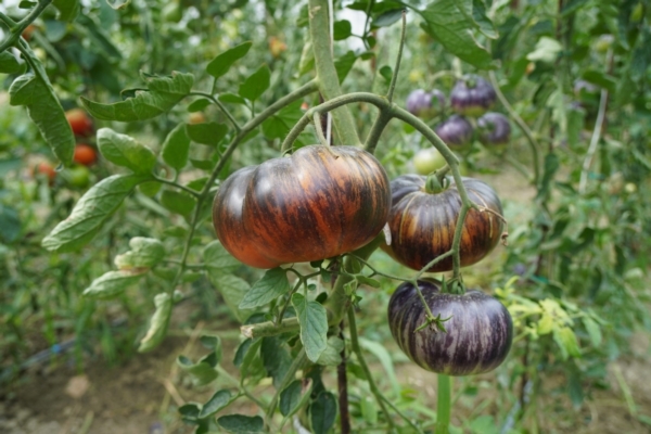 pomodoro-rossi-viola-pomodori-orticoltura-agosto-2023-aziendaagricolapini-fonte-agronotizie-1200x800.jpg