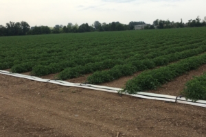 Fertirrigazione del pomodoro da industria: poca acqua, data bene - le news di Fertilgest sui fertilizzanti