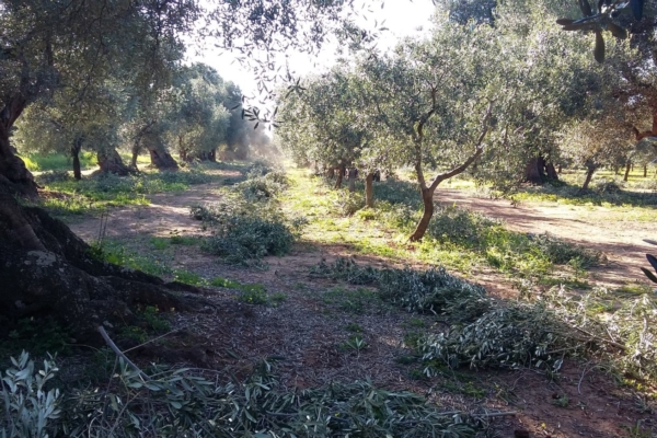 Potatura dell'olivo, ecco come trasformare le ramaglie in energia