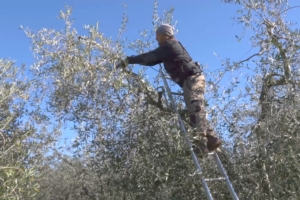 Potatura dell'olivo: come e quando intervenire in tre video