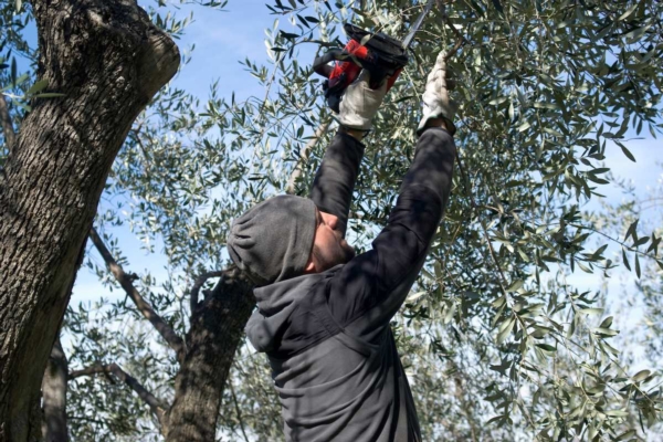 Come potare l'olivo per ridurre lo stress idrico