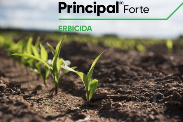 Principal Forte: la libertà di coltivare il mais per produrre di più, la libertà di diserbare bene