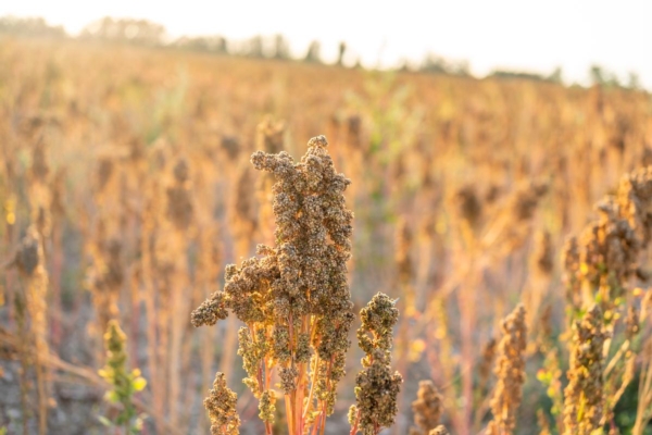 Alla scoperta della quinoa: che cos'è e come si coltiva - Plantgest news sulle varietà di piante