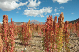 Quinoa: biogas e biomolecole per aumentare la redditività dei terreni salini
