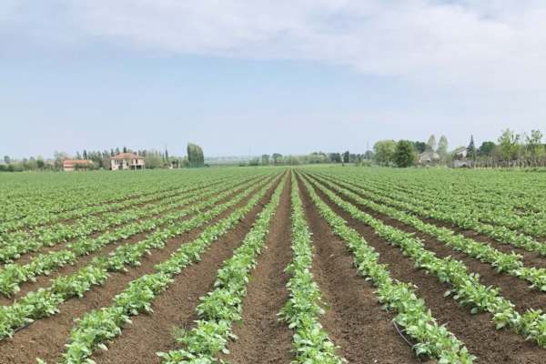 Patate: prezzi e acconti confermati