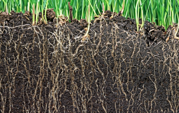 Con le radici si cresce - le news di Fertilgest sui fertilizzanti