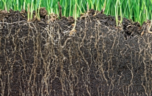 Specifici fertilizzanti organici migliorano il benessere delle radici - le news di Fertilgest sui fertilizzanti
