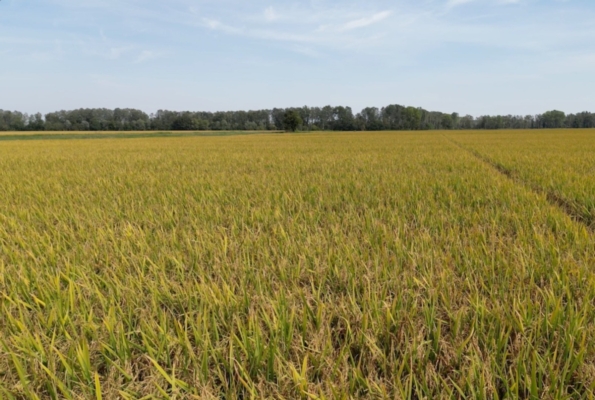 Innovazione nella fertilizzazione della risaia - le news di Fertilgest sui fertilizzanti