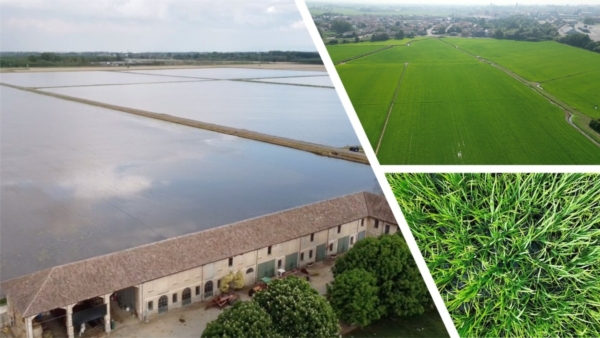 La concimazione sostenibile della risaia - le news di Fertilgest sui fertilizzanti