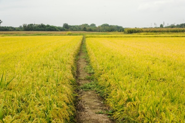 Commodity, crolla il prezzo del riso