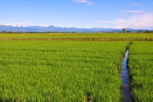 Coltivare il riso in maniera intensiva e sostenibile si può - Plantgest news sulle varietà di piante