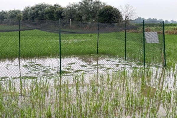Distrutto il campo di riso Tea. Una cattiva notizia, per tutti | foto