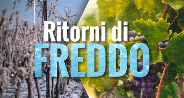 Ritorni di freddo in viticoltura: impianti al sicuro grazie all'anticiclone Cifo - Cifo :: Cifo Professionale - Fertilgest News