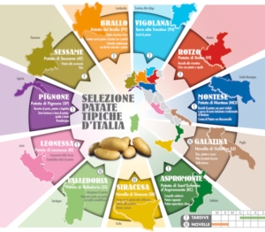 Tante produzioni tipiche regionali per un’unica eccellenza: la patata - Plantgest news sulle varietà di piante