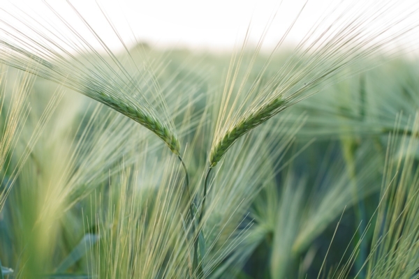 Difesa dei cereali: una formulazione intelligente per una protezione più sicura e persistente
