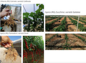 4 elementi chiave per rafforzare il sistema radicale nelle colture - le news di Fertilgest sui fertilizzanti