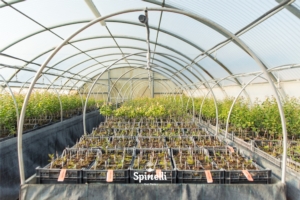 Vivai Spinelli, vivaismo su misura per un mercato dinamico - Plantgest news sulle varietà di piante