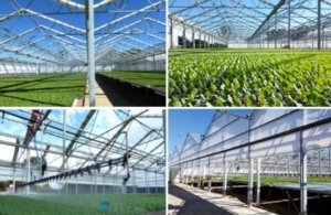 Serra 2.0: clima ed input tecnici per una serra sostenibile - Plantgest news sulle varietà di piante