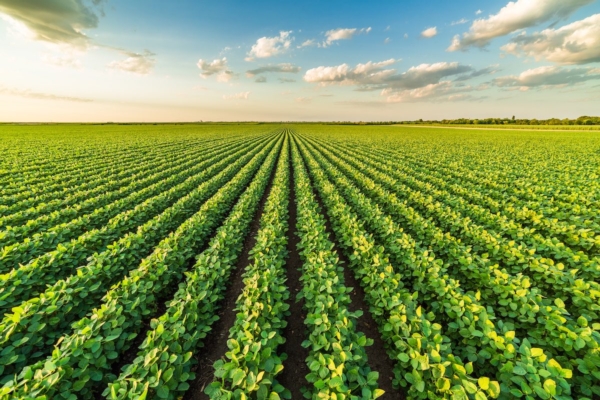 Il sistema di trasmissione delle conoscenze sulla sostenibilità in agricoltura. Focus sui prodotti fitosanitari
