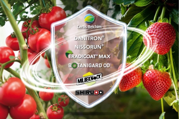 Fragola e pomodoro da mensa: le soluzioni per il controllo di acari ed eriofidi