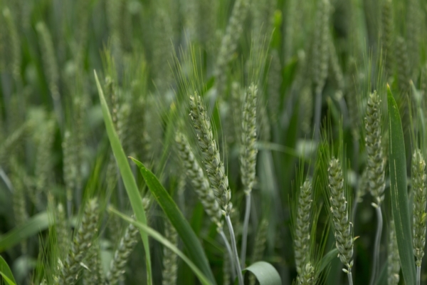 spiga-verde-grano-primo-piano-frumento-cereali-cerealicoltura-by-stephen-adobe-stock-1200x800