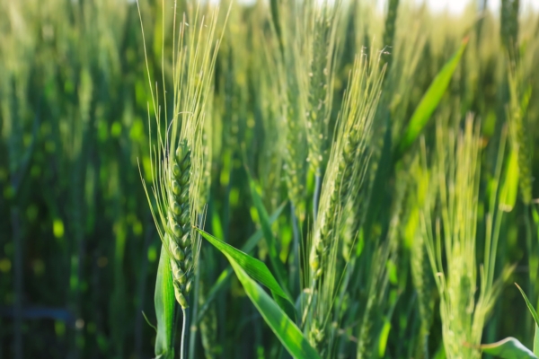 Concimazione presemina biologica del frumento: l'importanza del fosforo - le news di Fertilgest sui fertilizzanti