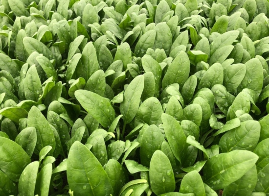 Dalla serra allo scaffale: come proteggere il valore delle baby leaf