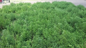 Dopo la bolla del bambù, la stevia - Plantgest news sulle varietà di piante