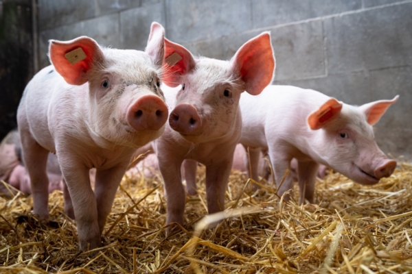 In calo in Europa i focolai di peste suina africana