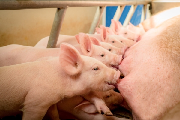 Segno meno per il mercato dei suini