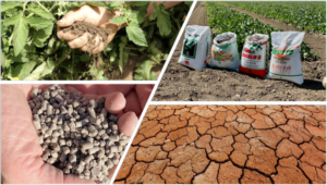 Il valore aggiunto dei fertilizzanti ecologici Unimer per combattere la desertificazione dei suoli - Fertilgest News