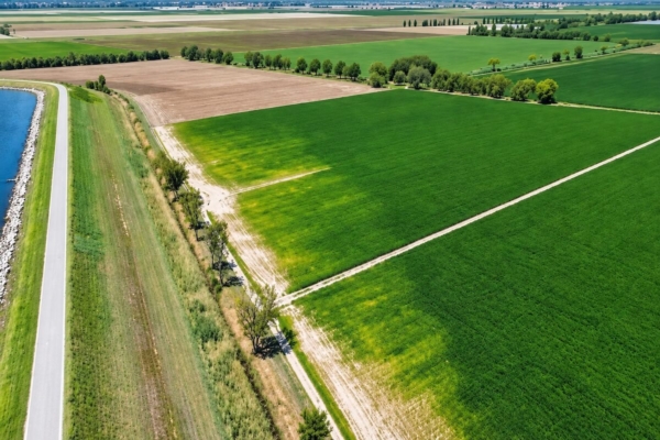 Salinit&agrave; del suolo, come difendere le orticole - Plantgest news sulle variet&agrave; di piante