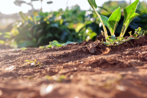 Xena<sup>®</sup>: i concimi innovativi che fanno bene al suolo, alle piante e all'ambiente - Fertilgest News