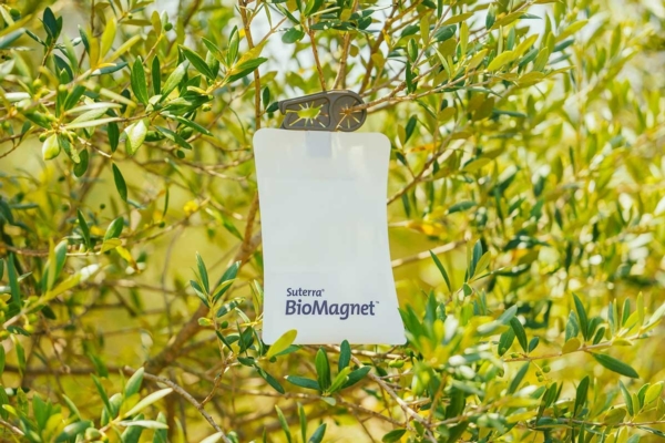 Combattere la mosca dell'olivo con BioMagnet<sup>™</sup> ORO