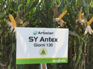 SY Antex, l'ibrido di mais da far girare la testa - Plantgest news sulle varietà di piante