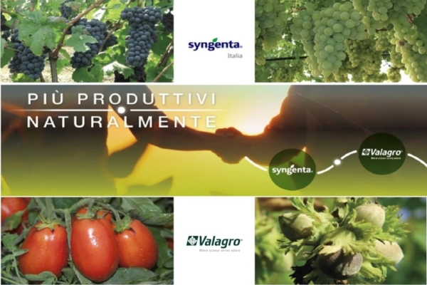Vite, pomodoro e nocciolo: i protocolli sostenibili di Syngenta e Valagro