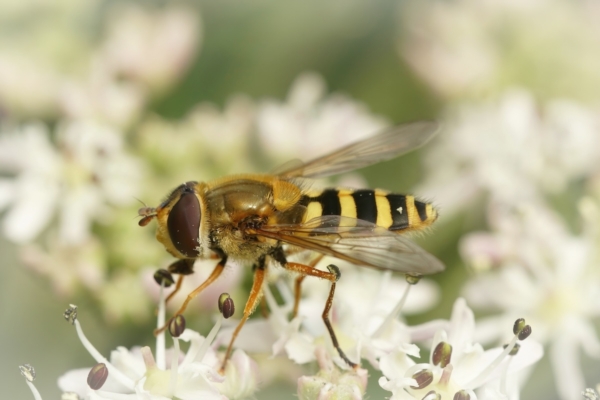 syrphus-ribesii-insetti-insetto-by-henk-adobe-stock-1200x800.jpeg