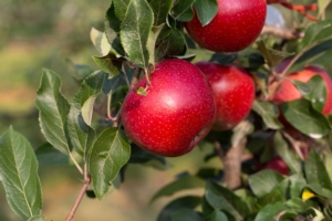 Migliori applicazioni di aggancio mela