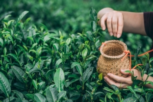Coltivare il tè in Sardegna? Perché no - Plantgest news sulle varietà di piante