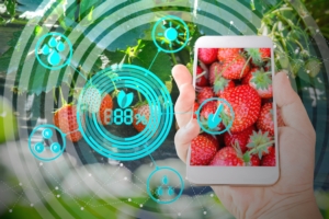 tecnologia-internet-app-mobile-cellulare-agricoltura-di-precisione-agricoltura-digitale-by-lamyai-adobe-stock-750x500