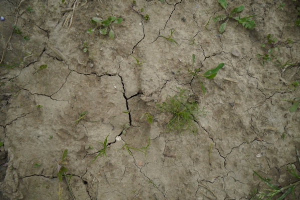 Siccit&agrave;, la Sicilia dichiara lo stato di crisi per l'agricoltura e la zootecnia