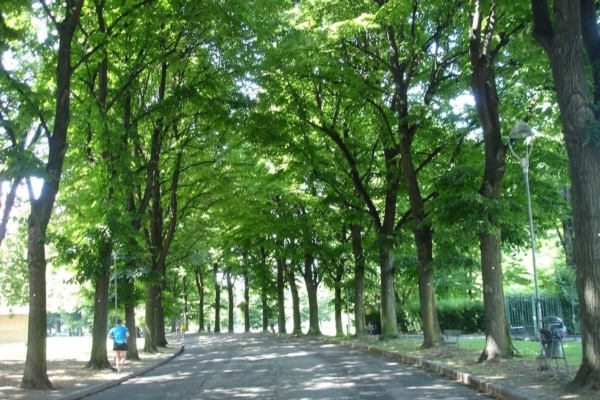 L'albero in citt&agrave;: benefici, gestione, cura e comunicazione