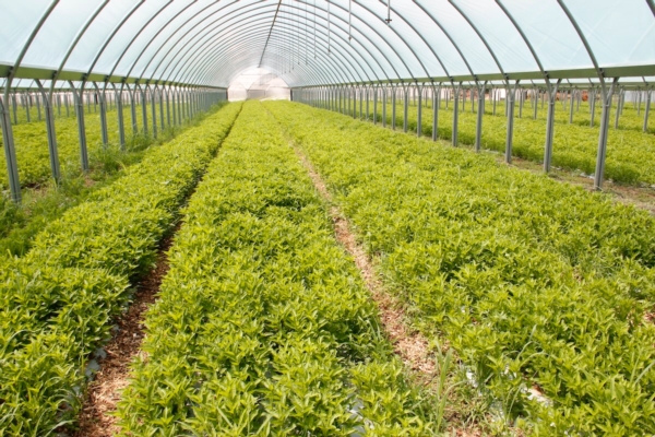 I colori dalle piante: l'irrigazione di precisione in serra contro il Fast Fashion