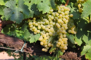 trebbiano-vite-vigneto-uva-bianca-vitigno-by-marcoemilio-adobe-stock-750x500.jpeg