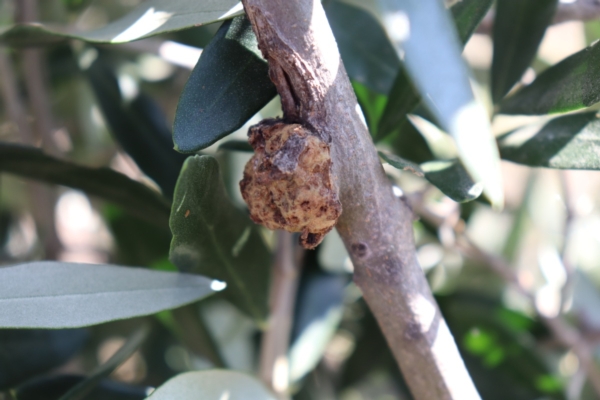 tubercolo-rogna-elena-santilli-1200x800