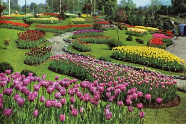 I tulipani, un tocco di primavera