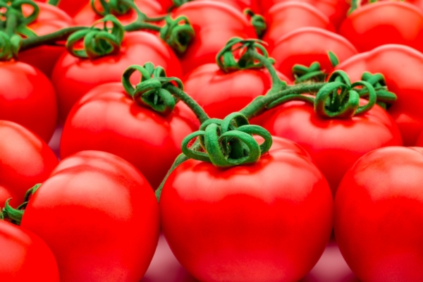 Tylcram, il nuovo pomodoro a grappolo autunnale - Plantgest news sulle varietà di piante