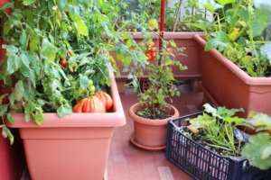 urban-farming-orto-balcone-chiccododifc-fotolia-750.jpeg