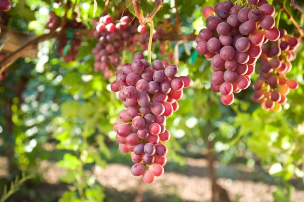 Glycos Plus: uniformare e migliorare la colorazione dell'uva da tavola, rispettando la vite - FCP Cerea S.C. - Fertilgest News