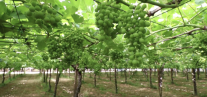 uva-da-tavola-schermata-video-in-campo-con-l-agronomo-2019-fonte-uva-da-tavola-com